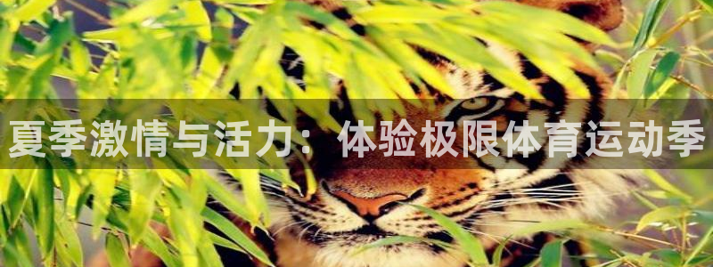 德国MK体育官方正版app集团：夏季激情与活力：体验